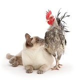 Silkie Serama Chicken and Birman-cross cat