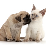 Blue-point Birman-cross kitten with Pug puppy