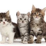 Three different tabby kittens