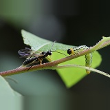 Parasitic braconid wasps approaching caterpillar of lesser willow sawfly