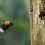Tree Bumblebee 1