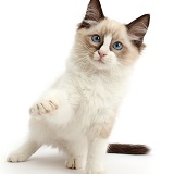 Ragdoll kitten, 10 weeks old, pointing a paw