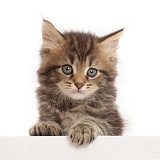Brown tabby kitten, 6 weeks old, paws up, leaning over