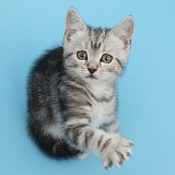 Silver tabby kitten on blue background