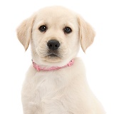 Yellow Labrador Retriever puppy, with pink collar on