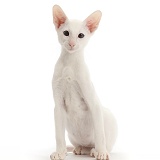 White Oriental kitten sitting
