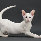 White Oriental kitten, on grey background