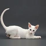 White Oriental kitten, on grey background