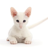 White Oriental kitten