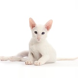 White Oriental kitten