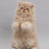 Persian kitten, sitting up with raised paws on grey background