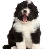 Black-and-white Mini American Shepherd puppy yawning