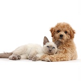 Cavachondoodle pup and Birman-cross kitten