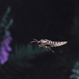 Pine Hawkmoth in flight