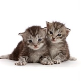 Silver tabby kittens