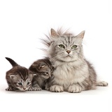 Silver Tabby mother cat and two kittens