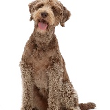 Labradoodle sitting