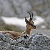 Apennine Chamois in spring moult resting on a rocky ledge