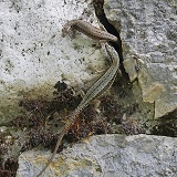 Common Wall Lizards sharing a rock crevice