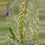 Man Orchid