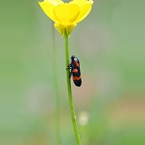 Red and black frog hopper on buttercup stem
