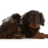 Cavapoo puppy and matching Guinea pig