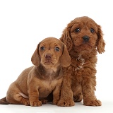 Red Dachshund puppy and Cavapoo puppy