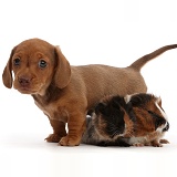Red Dachshund puppy and Guinea pigs