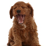 Cavapoo puppy, 7 weeks old, sitting and yawning