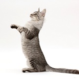 Mackerel Silver Tabby cat, sitting up