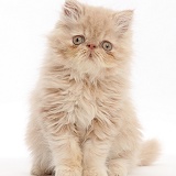 Persian kitten, sitting