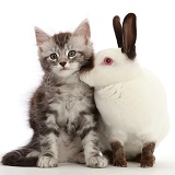 Silver Tabby kitten and Sable point rabbit