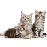 Silver tabby cat, with two kittens