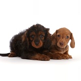 Red Dachshund puppy and Cavapoo puppy