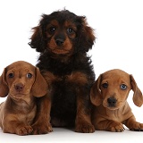 Red Dachshund puppies and Cavapoo puppy