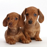 Two Red Dachshund puppies