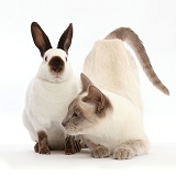 Blue-point Birman-cross cat and Sable point rabbit