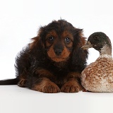 Cavapoo puppy and call duck