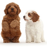 Two Cavapoo puppies, one sitting up and begging