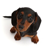 Black-and-tan Dachshund puppy sitting looking up