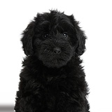 Cute black Toy Goldendoodle puppy
