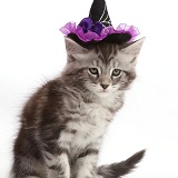 Silver tabby kitten wearing a witch's hat