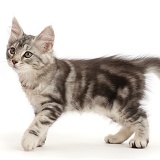 Silver tabby kitten with damaged tail