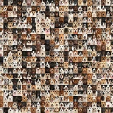 400 dogs of random colours