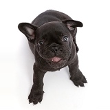 French Bulldog puppy, 6 weeks old, sitting and looking up