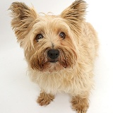 Cairn Terrier, sitting and looking up