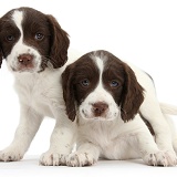 Working English Springer Spaniel puppies