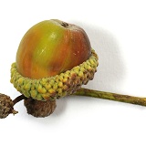 An acorn, the seed of an Oak tree