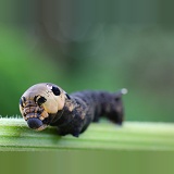Elephant Hawkmoth caterpillar 2