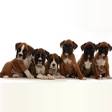 Six Boxer puppies, 6 weeks old, sitting in a row